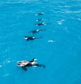 Aerial View of Orcas swimming, off the coast of Bremer Bay